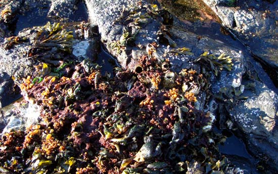 South Point Higgins beach seaweed