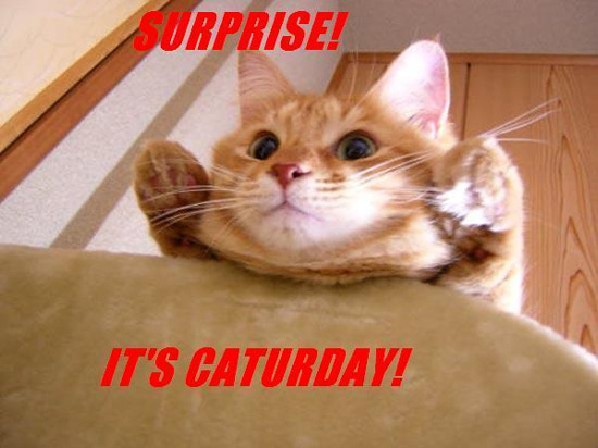 080412-surprise-caturday.jpg