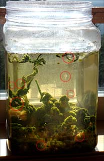 Marf's seamonkey tank