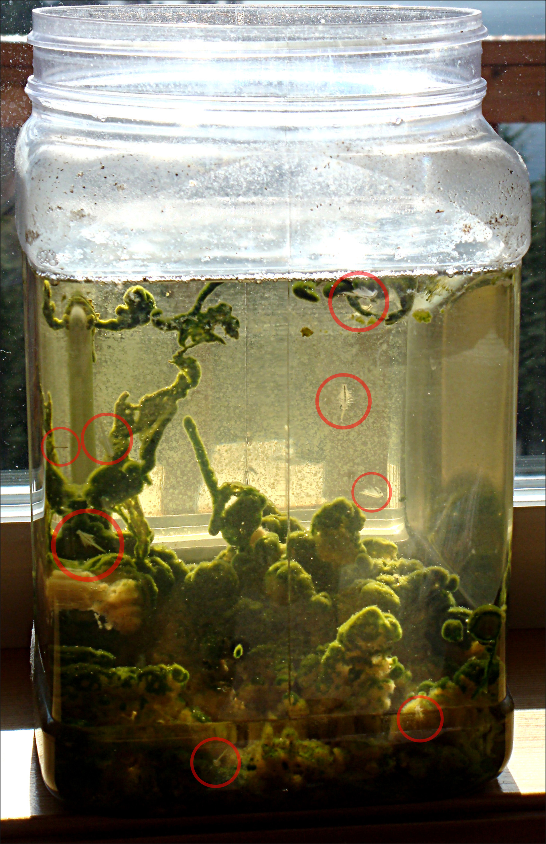 seamonkey tanks