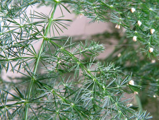 Asparagus fern macro photo