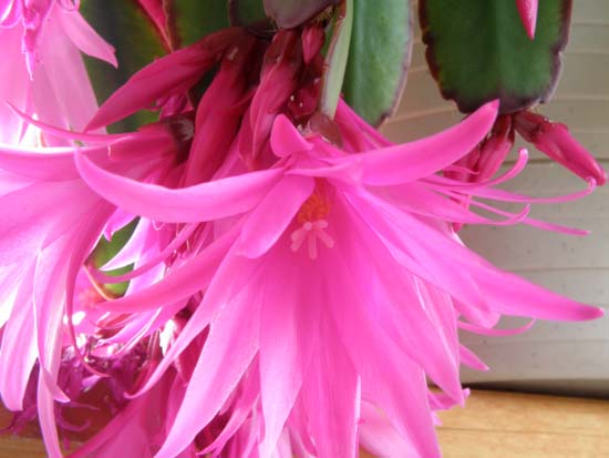 Christmas cactus flower macro photo