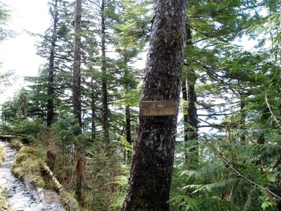 One mile into the Deer Mountain Trail, elevation is 1,500 feet, May 13 2008.