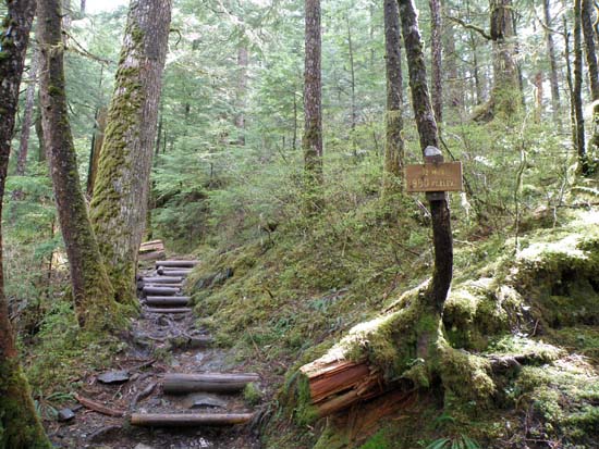 Half mile into the Deer Mountain Trail. Elevation is 980 feet, May 13 2008.