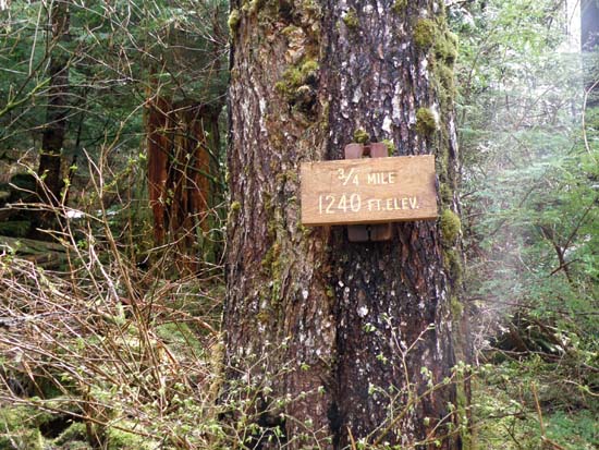 Three quarter mile into the Deer Mountain Trail, elevation is 1,240 feet, May 13 2008.