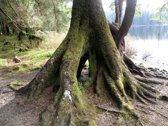 Tree root formation with Ward Lake in the background.