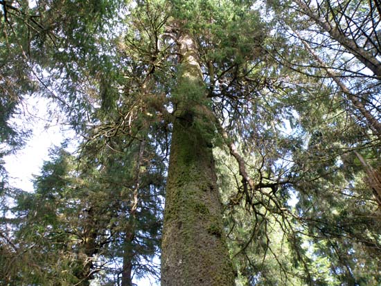 Upper part of a Sitka spruce near Ward Lake in Ketchikan, Alaska.