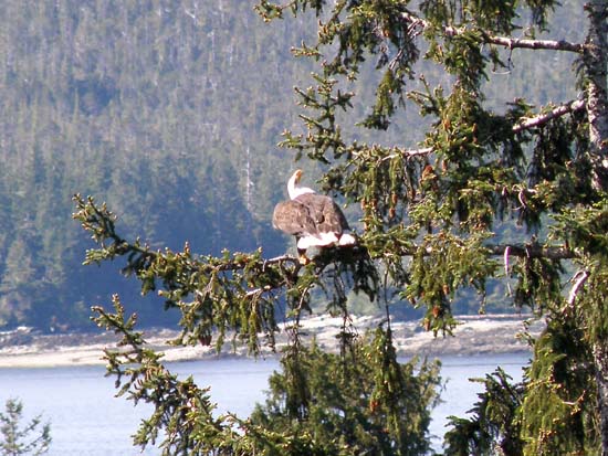 Eagle in Ketchikan, Alaska.