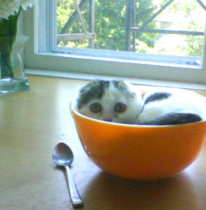 Cat's in the bowl