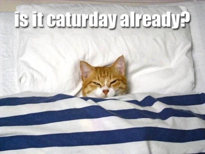 Is it Caturday already?