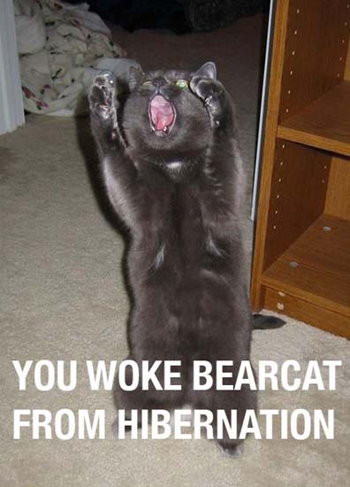 You woke bearcat from hibernation.