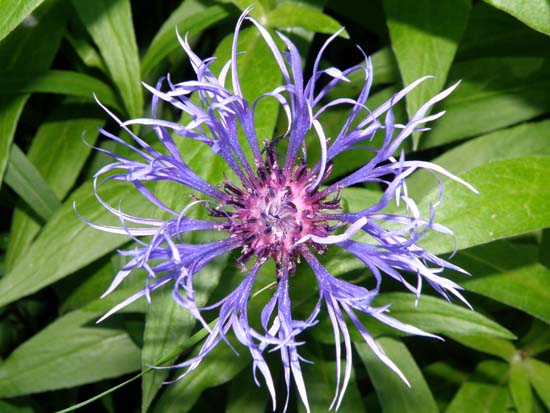 Purple flower