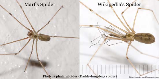 Pholcus phalangioides, daddy-long-legs spider.