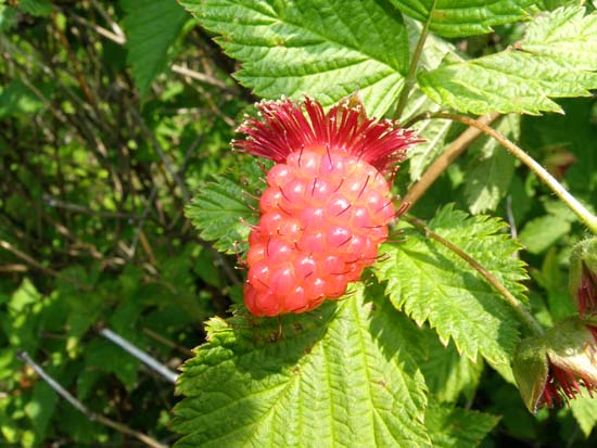 Red salmonberry.