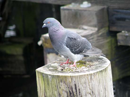 Pigeon on a piling.