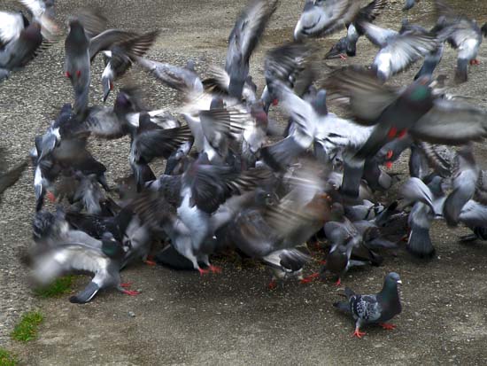 Blurred Amorphous Mass of Birds