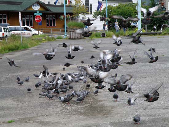 Flight of the Pigeons