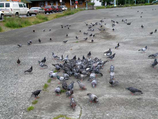 The Pigeon Gathering