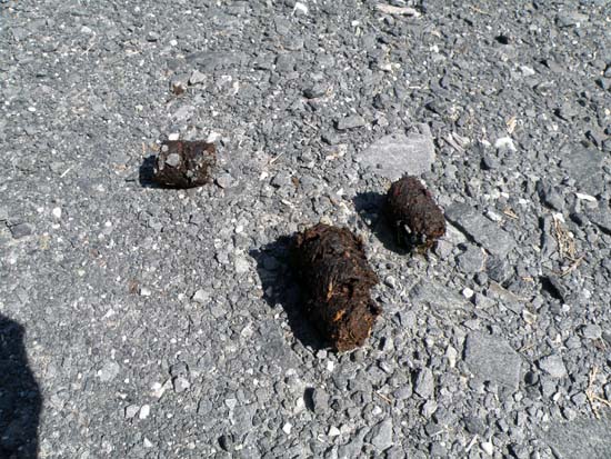 Bear dung in the road on Gravina Island.