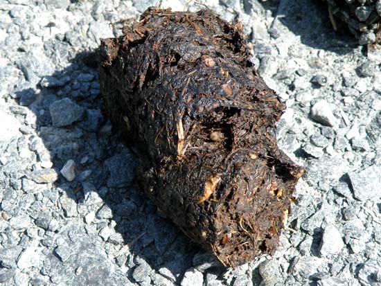 Closeup of bear dung in the road on Gravina Island.