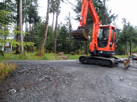 Deer watching the Kubota track hoe.