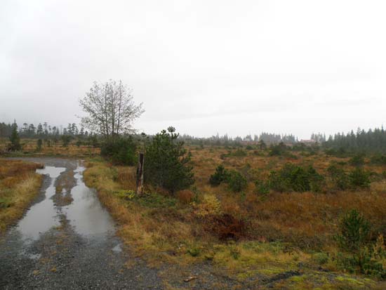 Muskeg flats near the Petersburg, Alaska airport.