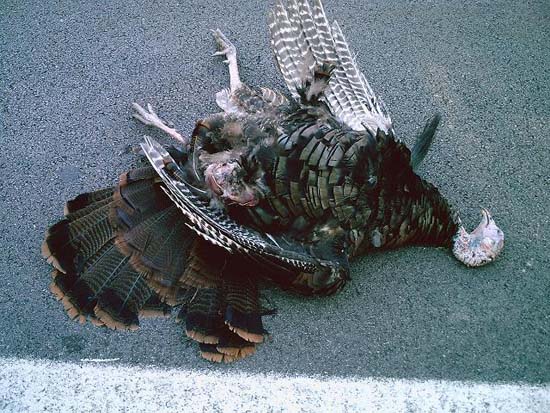 Dead turkey