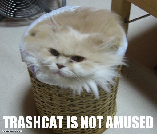 Trashcat is not amused