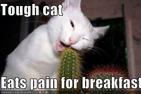 Tough cat eats pain for breakfast.