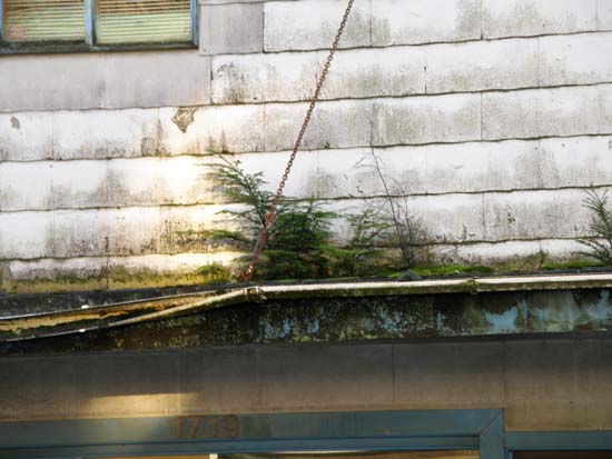 Trees growing on the ugly building.