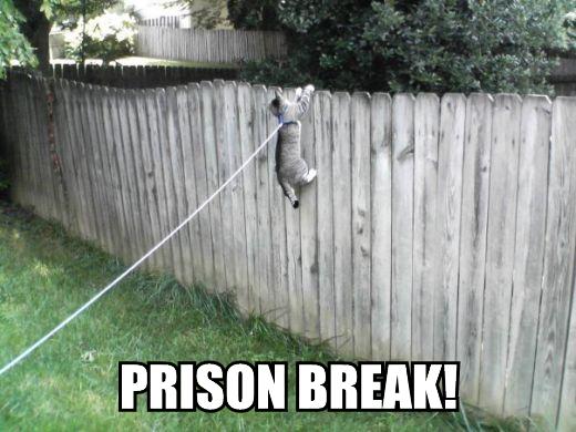 Prison break!