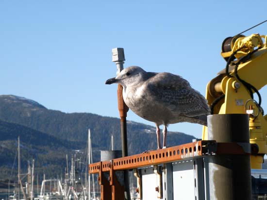 Slightly puffed up seagull