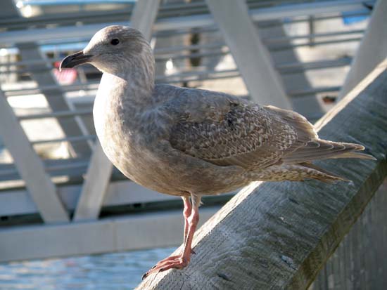 Seagull siting on a railing