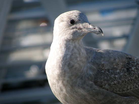 Closeup of a seagull