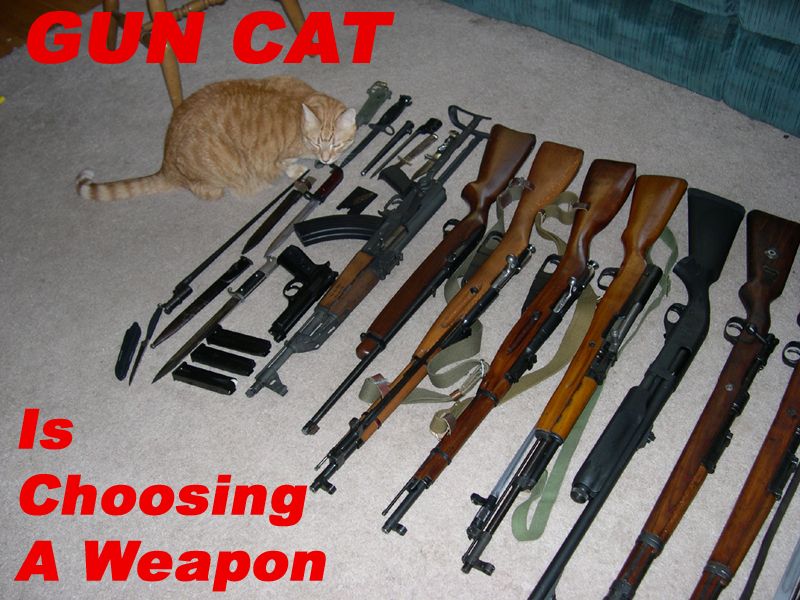 [Image: 090314-gun-cat.jpg]