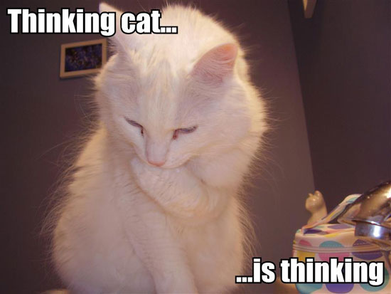 Thinking cat... ...is thinking.