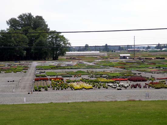 Skagit Gardens nursery.