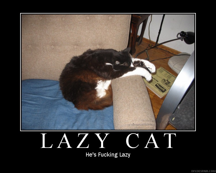 Cat Lazy