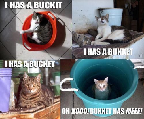 I has a buckit / I has a buckket / I has a bucket / Oh Nooo! Bukket has meee!