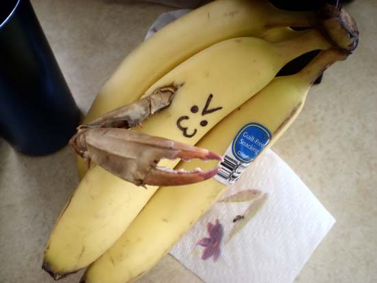 Banana with a crab appendage