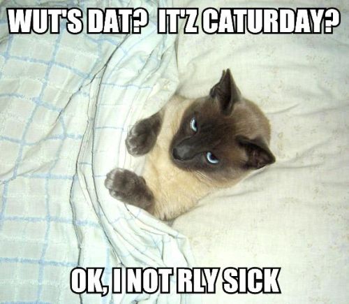 Wut's dat? It's Caturday? Ok, I not rly sick.