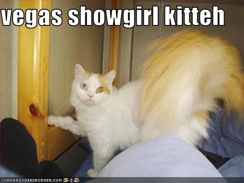 Vegas showgirl kitteh