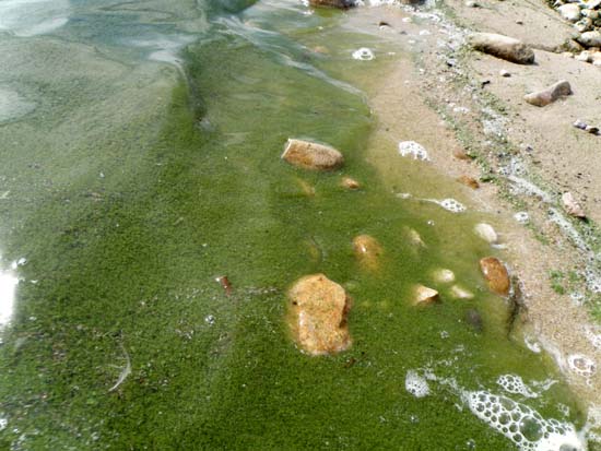 Lake Lowell's shoreline slime