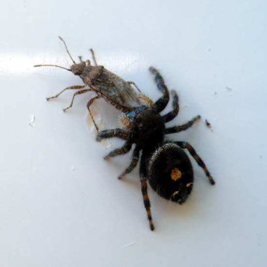 Bold jumping Spider with a fly in its mouth.