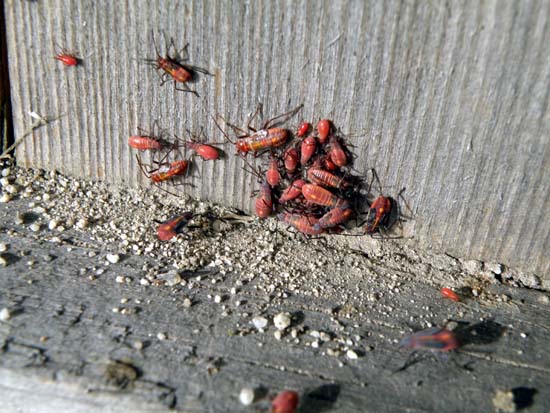 group of Box Elder nymphs