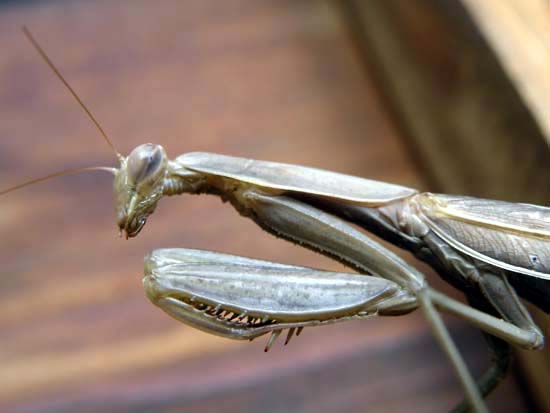 Praying mantis