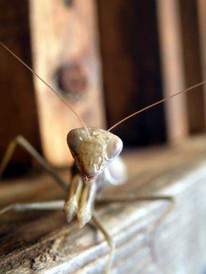 Praying mantis head