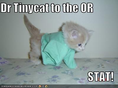 Dr Tinycat to the OR STAT!